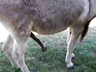 Brunette  Donkey Couple Amateur