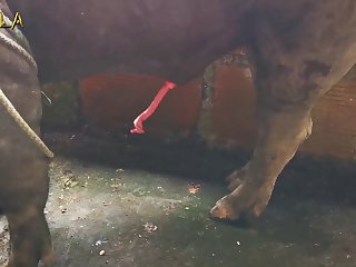 Boar Porn